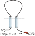 Anti-P2X6 Receptor Antibody