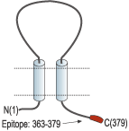 Anti-P2X6 Receptor Antibody