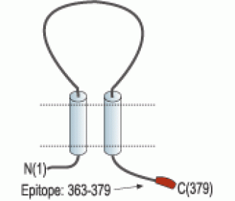 P2X6 Receptor Blocking Peptide