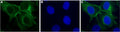 Anti-Human P2Y11 Receptor Antibody