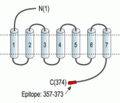 Human P2Y11 Receptor Blocking Peptide