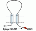 P2X3 Receptor Blocking Peptide