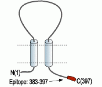 P2X3 Receptor Blocking Peptide