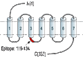 Anti-P2Y13 Receptor Antibody