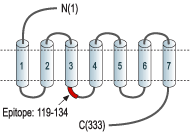 Anti-P2Y13 Receptor Antibody