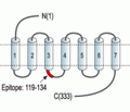 P2Y13 Receptor Blocking Peptide