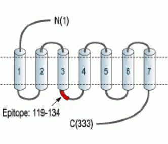 P2Y13 Receptor Blocking Peptide