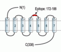 P2Y14 Receptor (extracellular) Blocking Peptide