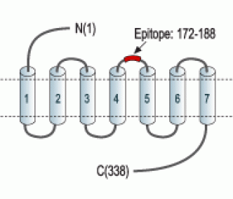 P2Y14 Receptor (extracellular) Blocking Peptide
