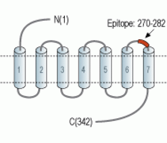 P2Y12 Receptor (extracellular) Blocking Peptide