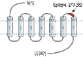 Anti-P2Y12 Receptor (extracellular) Antibody