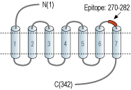Anti-P2Y12 Receptor (extracellular) Antibody