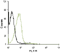 Anti-P2Y1 Receptor (extracellular)-ATTO Fluor-488 Antibody