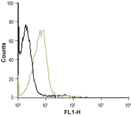 Anti-P2Y1 Receptor (extracellular)-ATTO Fluor-488 Antibody