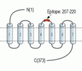 P2Y1 Receptor (extracellular) Blocking Peptide