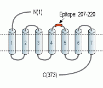 P2Y1 Receptor (extracellular) Blocking Peptide