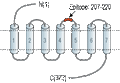 Anti-P2Y1 Receptor (extracellular) Antibody