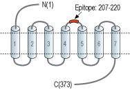 Anti-P2Y1 Receptor (extracellular) Antibody