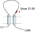 Anti-P2X1 Receptor (extracellular) Antibody