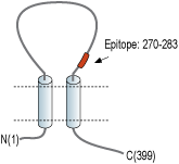 Anti-P2X1 Receptor (extracellular) Antibody