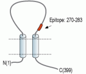 P2X1 Receptor (extracellular) Blocking Peptide