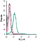 Anti-P2X4 Receptor (extracellular)-FITC Antibody