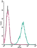 Anti-P2X4 Receptor (extracellular)-PE Antibody