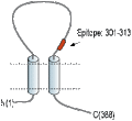 Anti-P2X4 Receptor (extracellular) Antibody