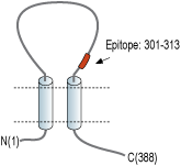 Anti-P2X4 Receptor (extracellular) Antibody