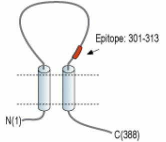 P2X4 Receptor (extracellular) Blocking Peptide
