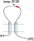 Anti-P2X2 Receptor (extracellular) Antibody