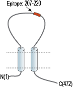 Anti-P2X2 Receptor (extracellular) Antibody