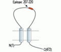 P2X2 Receptor (extracellular) Blocking Peptide