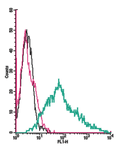 Anti-P2X3 Receptor (extracellular)-FITC Antibody