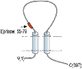 Anti-P2X3 Receptor (extracellular) Antibody