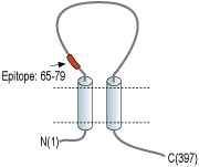 Anti-P2X3 Receptor (extracellular) Antibody