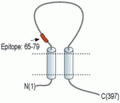 P2X3 Receptor (extracellular) Blocking Peptide
