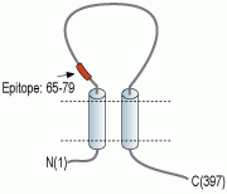 P2X3 Receptor (extracellular) Blocking Peptide