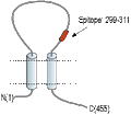 Anti-P2X5 Receptor (extracellular) Antibody