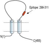 Anti-P2X5 Receptor (extracellular) Antibody