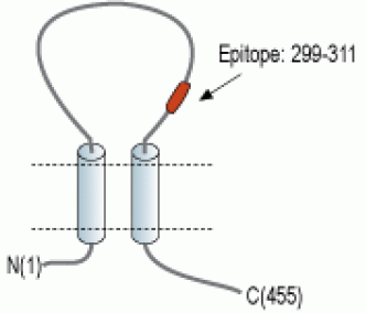 P2X5 Receptor (extracellular) Blocking Peptide