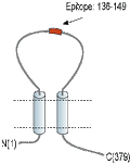 Anti-P2X6 Receptor (extracellular) Antibody