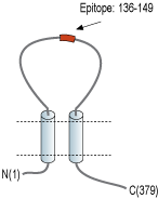 Anti-P2X6 Receptor (extracellular) Antibody