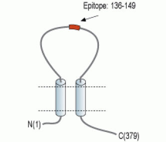 P2X6 Receptor (extracellular) Blocking Peptide