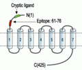 Human PAR1/F2R (extracellular) Blocking Peptide
