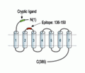 PAR4/F2RL3 (extracellular) Blocking Peptide