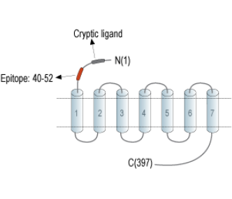 Human PAR2/F2RL1 (extracellular) Blocking Peptide