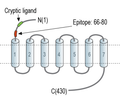 PAR1 (F2R) (extracellular) Blocking Peptide