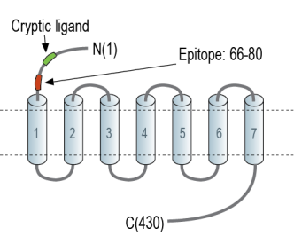 PAR1 (F2R) (extracellular) Blocking Peptide
