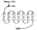 Anti-Prokineticin Receptor 1 (extracellular) Antibody